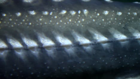 peces grandes con piel plateada nadando bajo el agua. macro