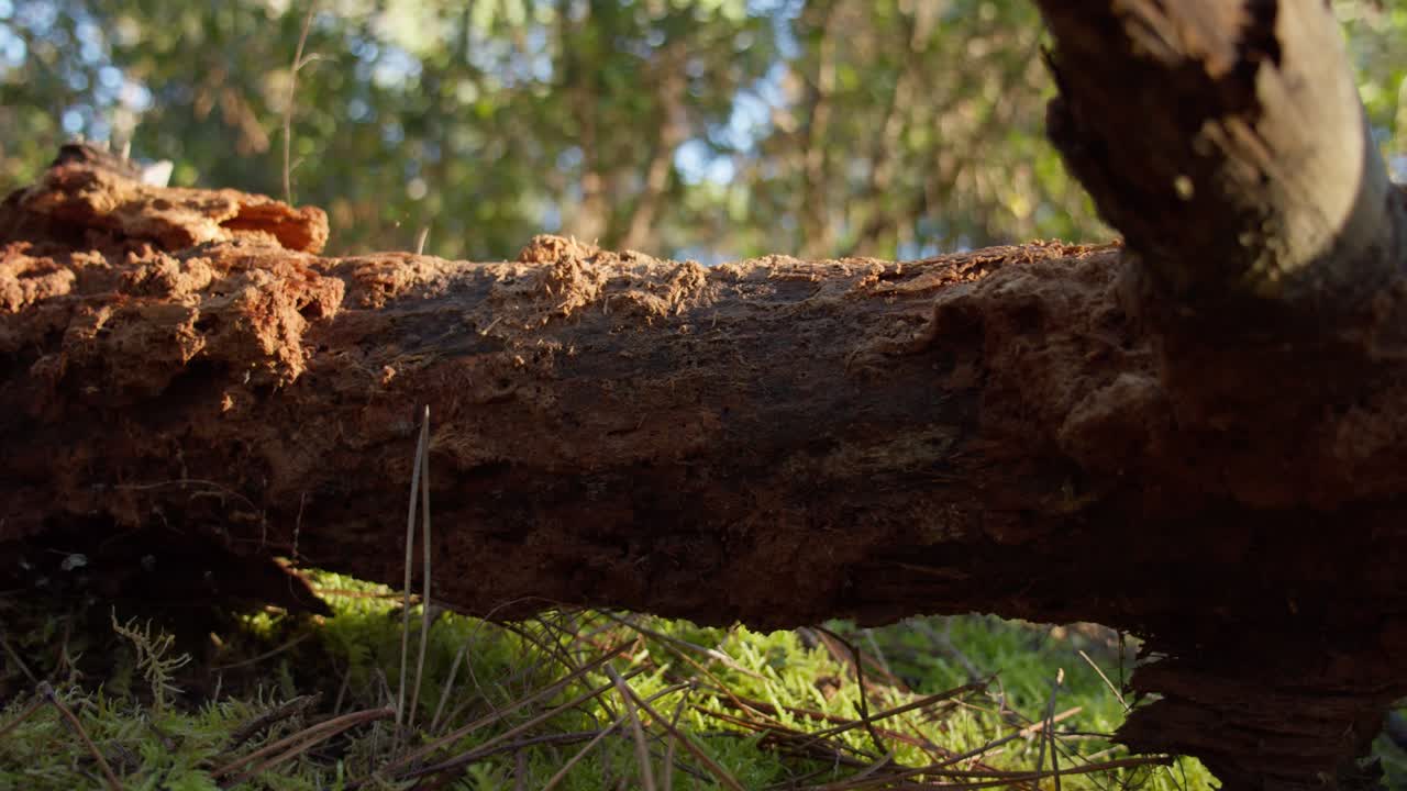 tronco caído comido por termitas bosque de pinos tarde soleada