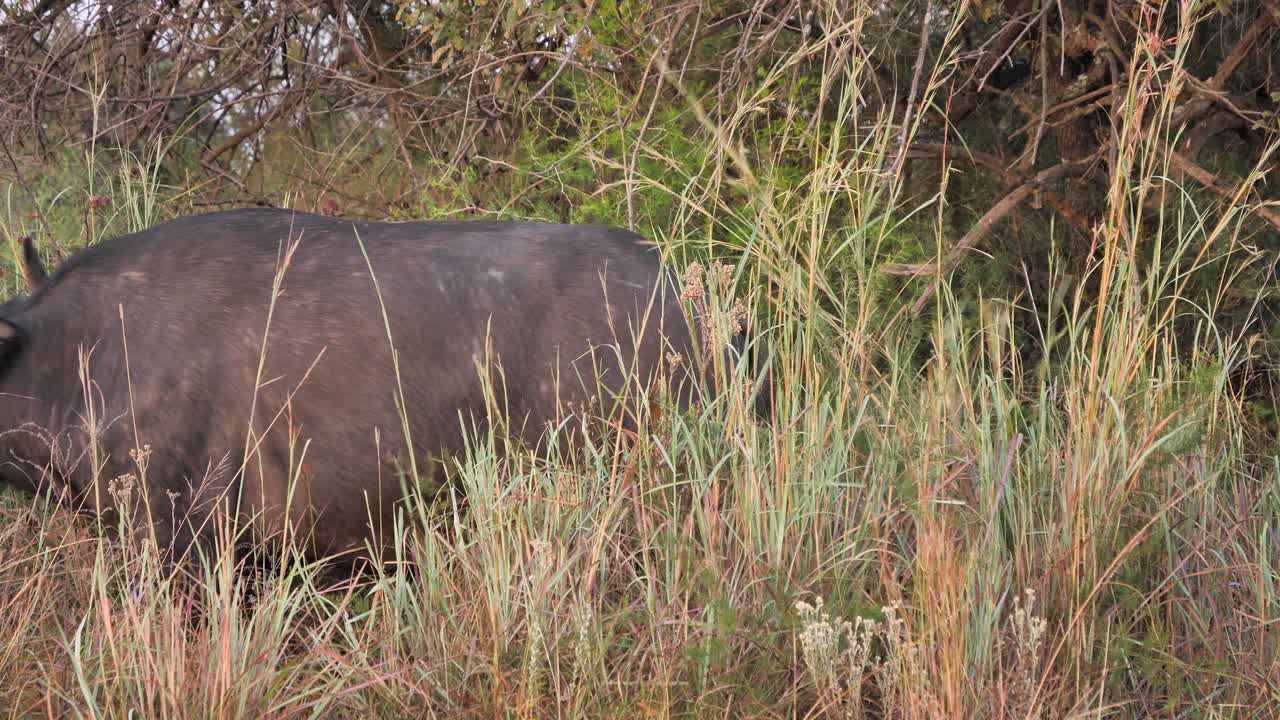 Un bufalo africano maschio cammina da destra a sinistra nell'inquadratura e si ferma per pascolare.
