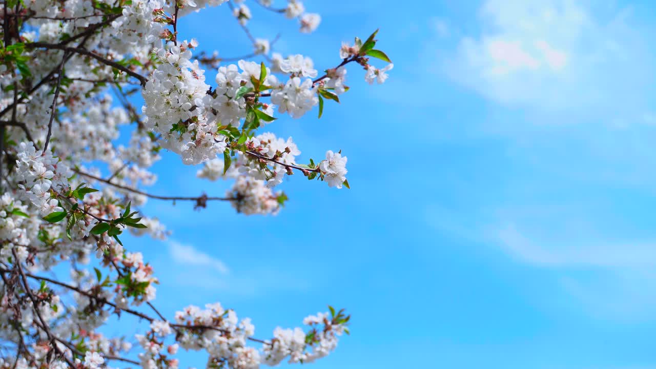 Branch of blooming tree. White blossoming flowers of a fruit tree against blue sky on a sunny spring day. Copy space