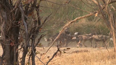 Gruppe-Verspielter-Junger-Afrikanischer-Wildhunde-Neben-Einem-Teich-Während-Der-Trockenzeit-Im-Morgenlicht