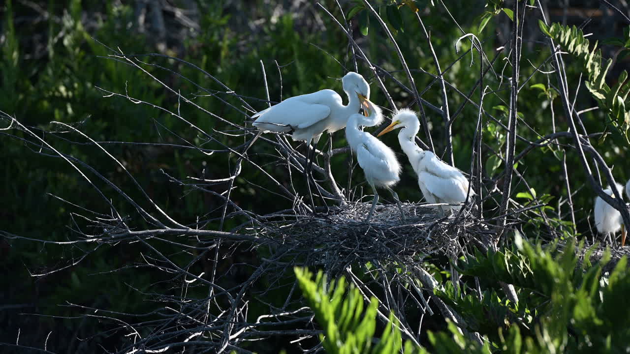 Great white Egret chicks grabbing beak of parent for food, Venice, Florida, USA