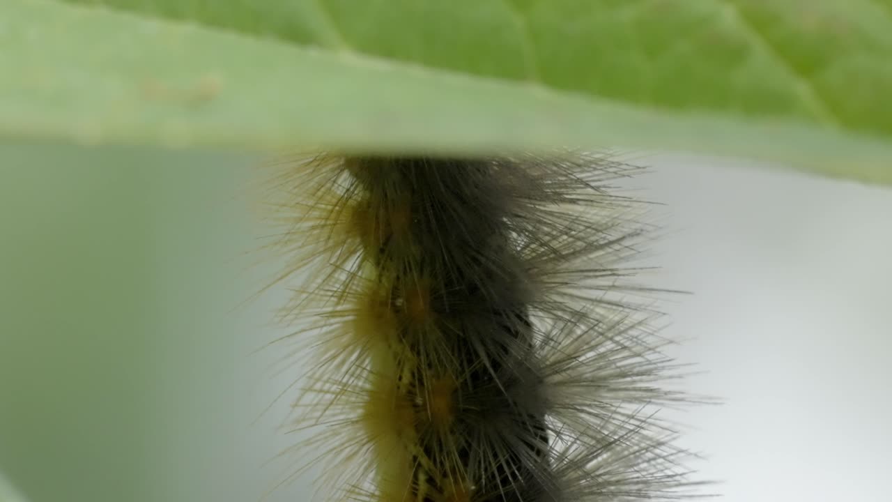 Close-up Macro Shot of Hairy Caterpillar on Stem, Nature Wildlife Detail
