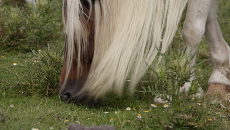 caballo pastando en un prado