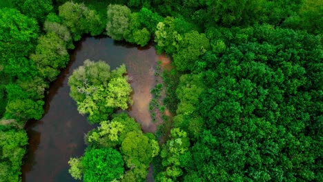 estanque con agua transparente en medio del bosque, vista de drones