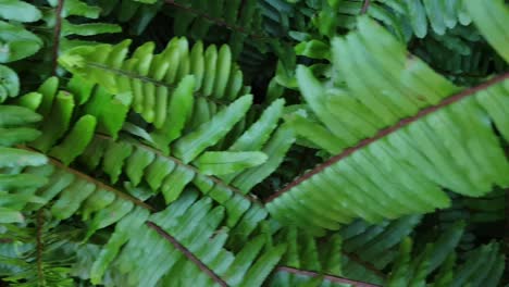 hermosos y grandes helechos de bosque verde esmeralda saludables que crecen bajo la sombra, una sartén de movimiento lento a través de las hojas de helecho