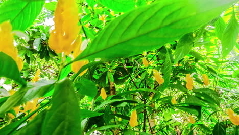 plantas con hojas verdes con flores amarillas