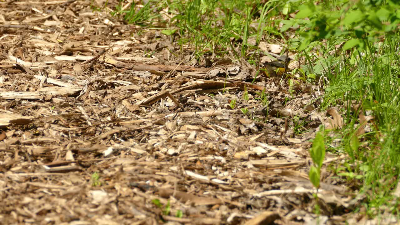 활기 넘치는 숲 바닥에 있는 장엄한 목련 워블러 새, 정적 전망