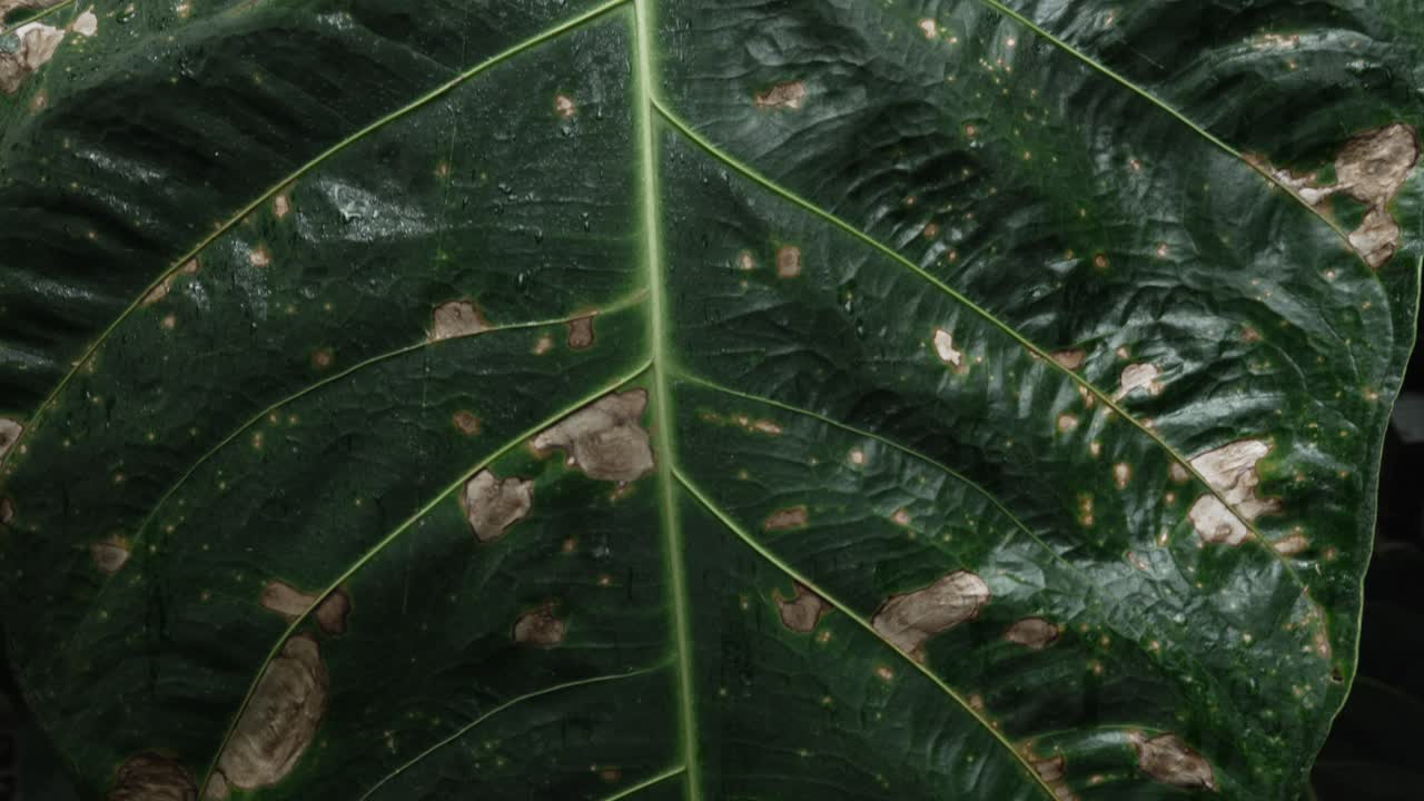 Large glossy leaf Giant Taro Alocasia macrorrhizos tropical plant Bogota garden Colombia