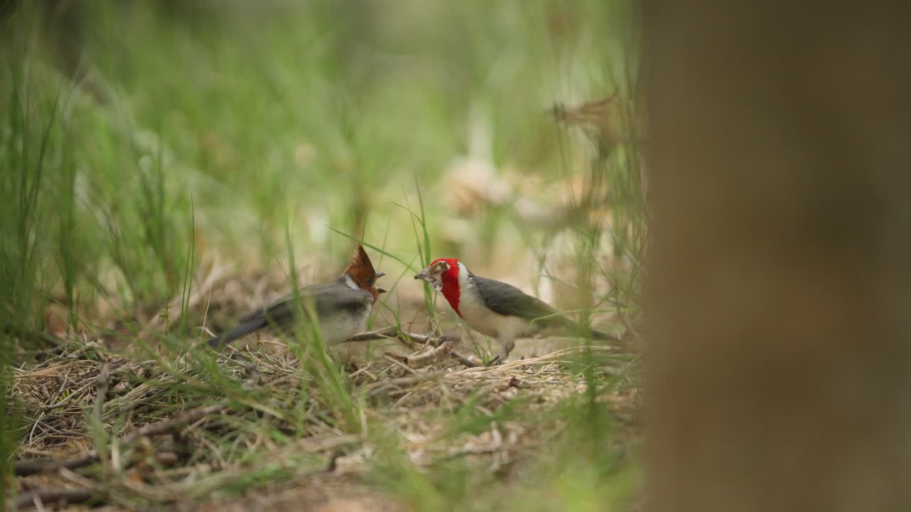 un par de cardenales en un bosque