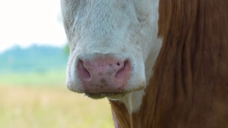 Close-up-of-a-cow's-nose-and-mouth,-highlighting-the-pink-nostrils-and-surrounding-fur,-set-against-a-blurred-natural-background