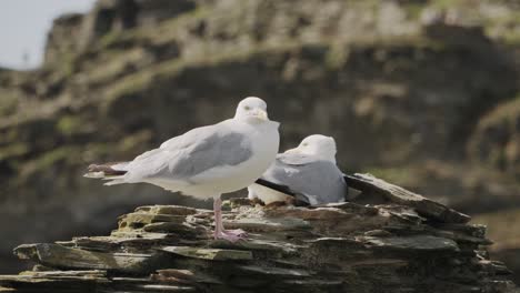 Gaviotas-Sentadas-Sobre-Las-Ruinas-De-Un-Castillo-En-Un-Día-Ventoso-Y-Soleado-De-Verano-En-Inglaterra-4k