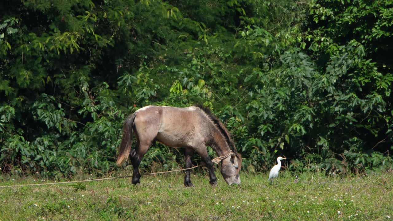un caballo marrón atado con una cuerda para permanecer en un área de pastoreo mientras una garza de ganado busca algunos insectos siguiendo al animal en una tierra de cultivo en tailandia
