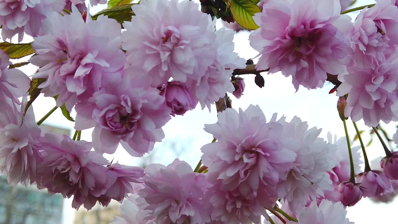 cuando todo despierta en la primavera da inspiración para crear