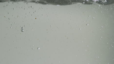 toad jumps in water and quickly swims away - close up view from behind