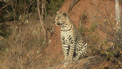 el leopardo observa su entorno desde una rama