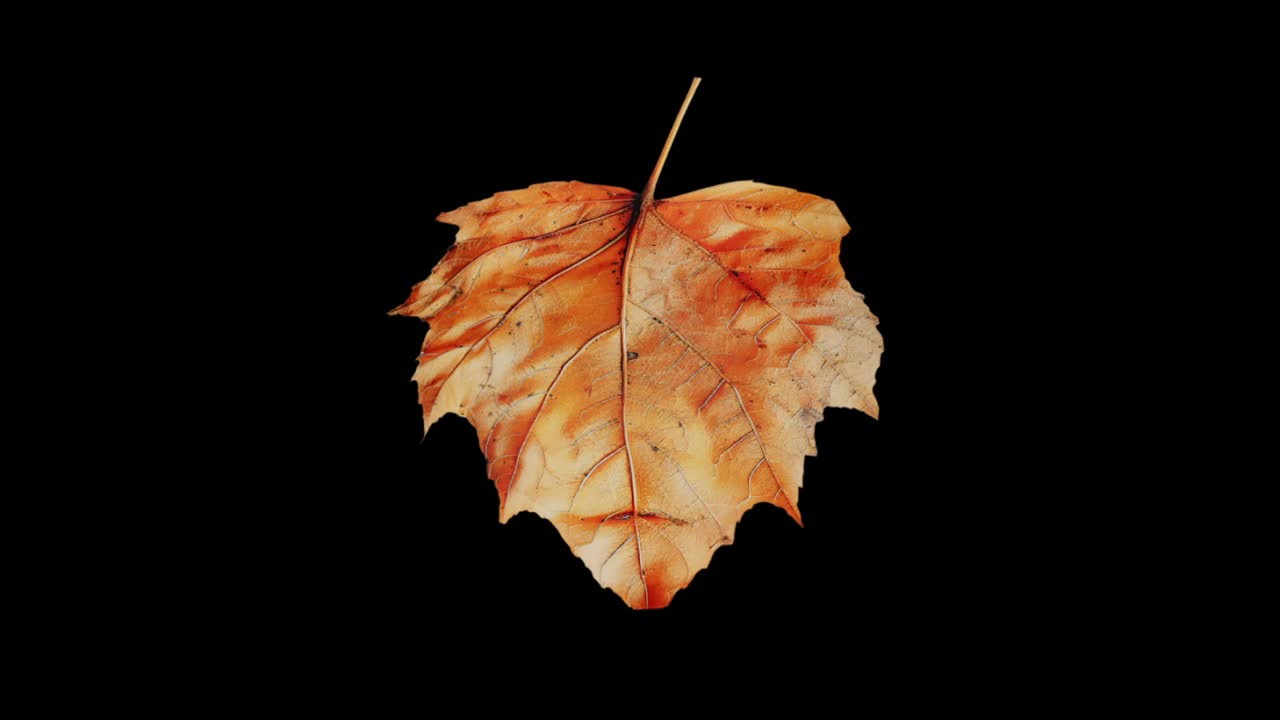 A single, detailed autumn leaf in shades of orange and yellow rotates in a seamless loop. Isolated on a black background with alpha channel for easy compositing. Seasonal or nature concept