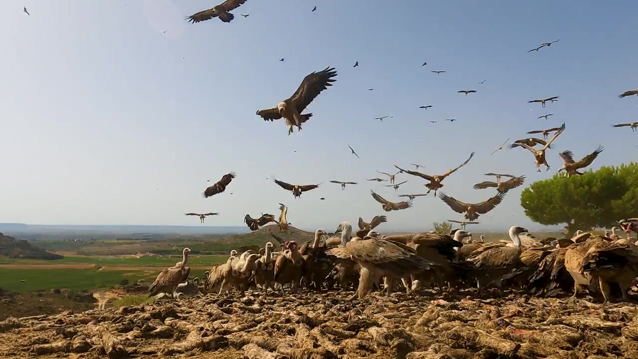 Grifoni che mangiano a terra in Spagna mentre altri si lanciano in picchiata e atterrano intorno al sito di alimentazione. Filmato stock dinamico in primo piano di uccelli spazzini che si radunano e alimentazione per la conservazione della fauna selvatica