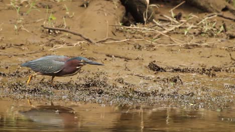 la garza verde atrapando peces y comiéndolos