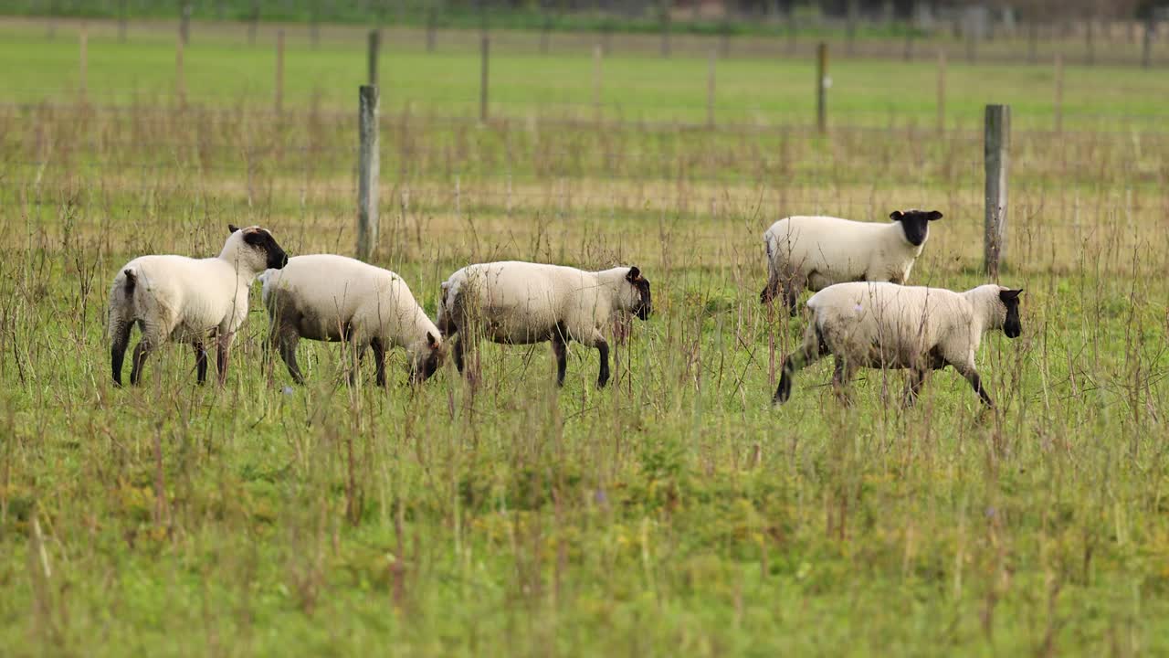 Sheep graze peacefully in a lush field near Lake Tekapo, under soft natural lighting, showcasing serene rural life