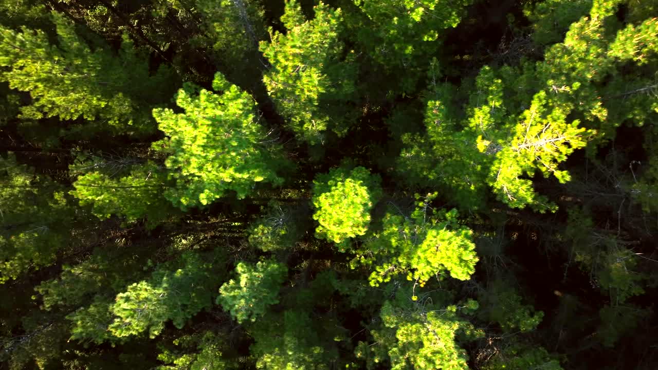 Top down drone shot New Zealand Pine forest - mature trees - steadily moving