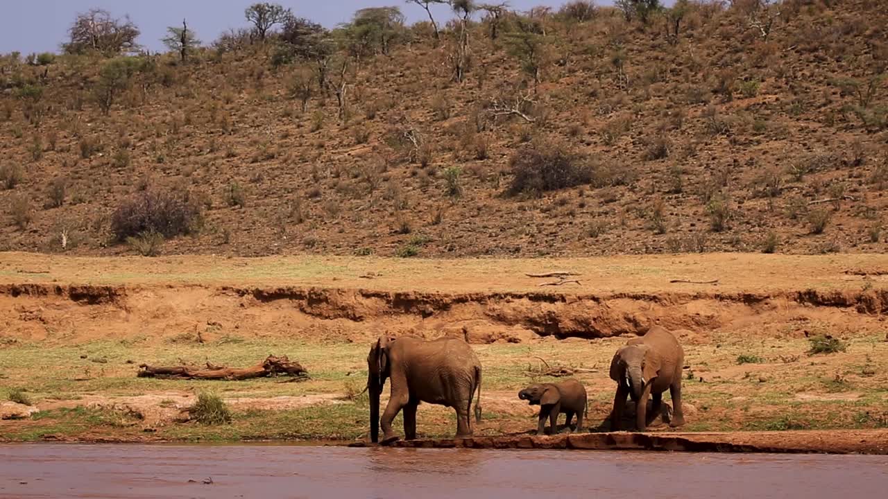 vista estática de la familia de elefantes con elefante bebé bebiendo y refrescándose en un río poco profundo durante el caluroso día de verano en kenia, áfrica