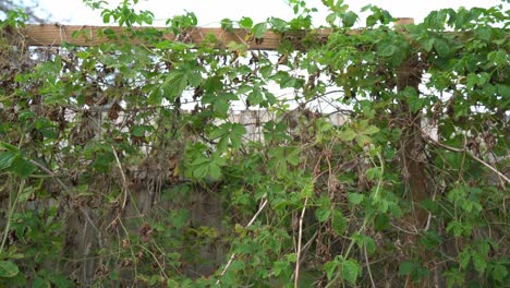 Panning-shot-of-cerasee-wall-from-right-to-left-Cerasee-kerala-bitter-melon-plant-with-kerala-hanging-from-vines-used-to-make-herbal-healthy-teagood-for-weight-loss