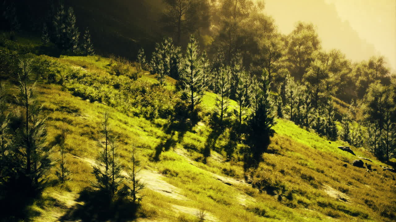 Sunlight filters through trees on a lush hillside in early morning