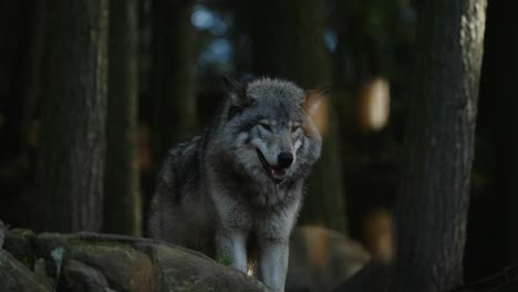 grey wolf with mouth open looking around the safari park with trees in parc omega, quebec, canada