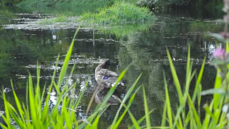 mallard duck in river water or a pond moving in slow motion and standing on a rock. the duck is in focus while foreground has plants that are blurry and out of focus. sun is shining, reflective water.