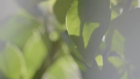 green lemon tree leaves against warm sunshine, static view