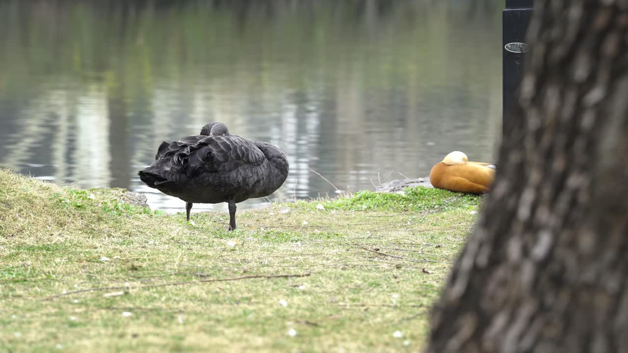 Vita di un Cigno Nero (6).