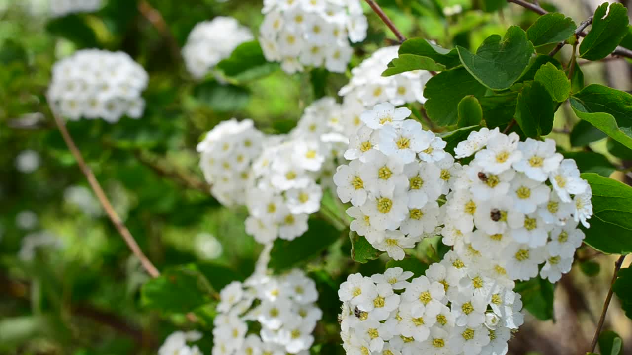 Spirea alpine spring flower - white flowering shrub. Bush in the spring