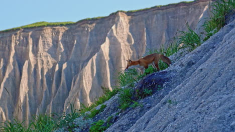 red fox on a sandy cliff