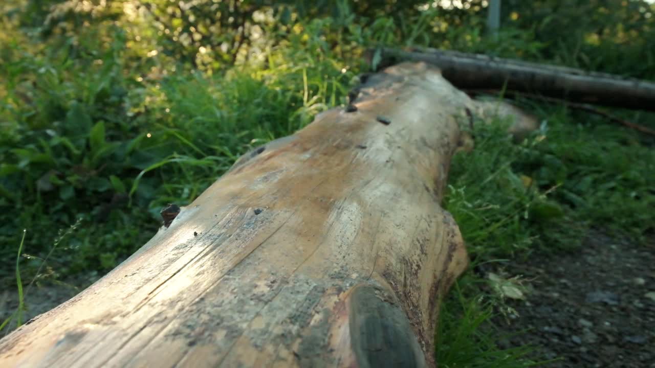 Slow-motion footage of nature in Slovenia with golden light and low lying fog in the valley