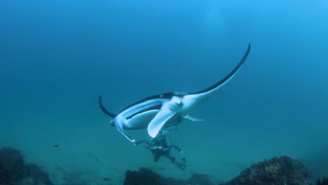 Underwater-camera-men-interacting-with-a-large-marine-animal-while-filming