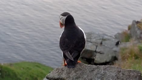 puffin on the island runde in norway sits on a cliff and looks to the sea