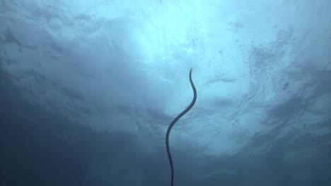 sea snake at twins-1