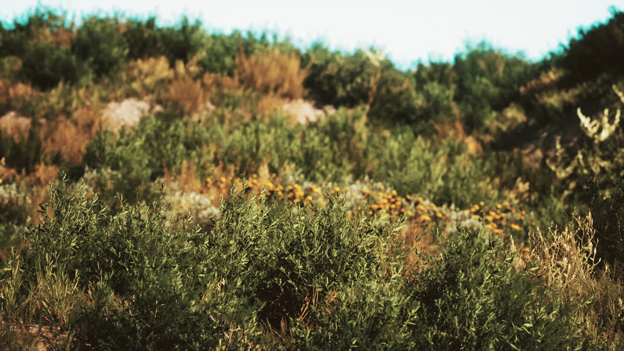 dunas de playa con hierba larga