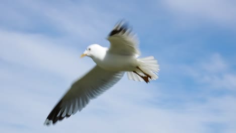 seagull soars in the blue sky.