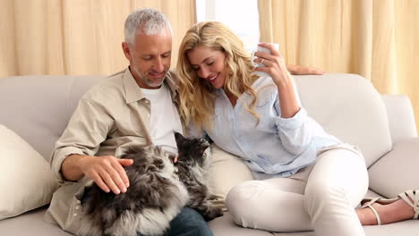 happy couple petting their grey fluffy cat on the couch