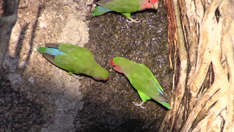 three rosy-faced lovebirds drinking water dripping from a tree, medium-close shot