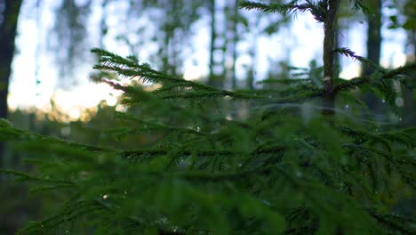 Sunset-Close-up-of-Small-Conifer-Pine-tree-branches-in-a-forest-in-Ruovesi,-Finland