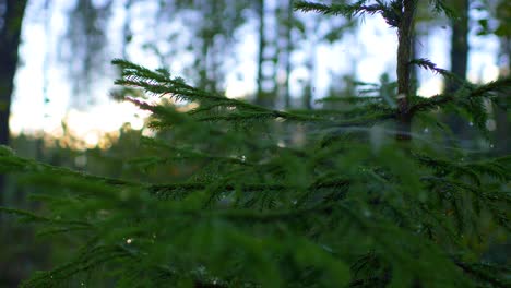 Puesta-De-Sol-Cerca-De-Pequeñas-Ramas-De-Pino-De-Coníferas-En-Un-Bosque-En-Ruovesi,-Finlandia