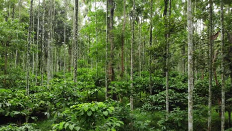 Kaffeeplantage-In-Wayanad-Kerala