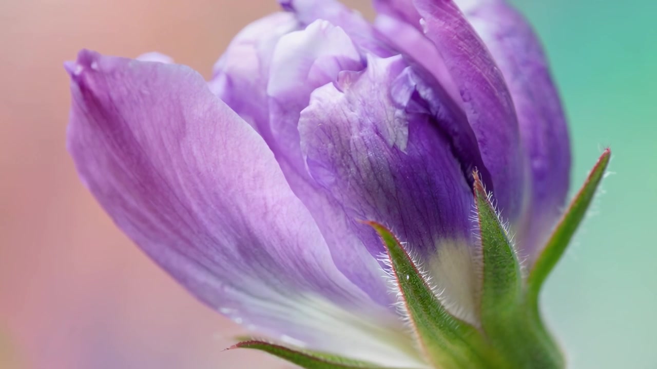 Time-lapse af en lilla blomsterknop, der springer ud