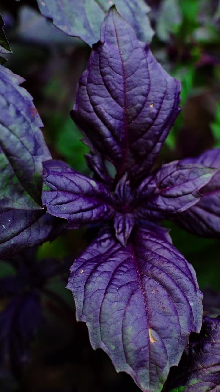Close-up view of purple basil leaves showcasing their rich color and intricate texture. The plant thrives in a lush garden, emphasizing its natural beauty and freshness