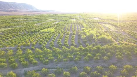 Flying-above-the-farms-in-the-spring