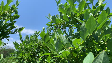 blueberry bush on a sunny day