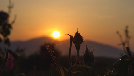 close up of a pink rose flower on a flowerbed during sunrise